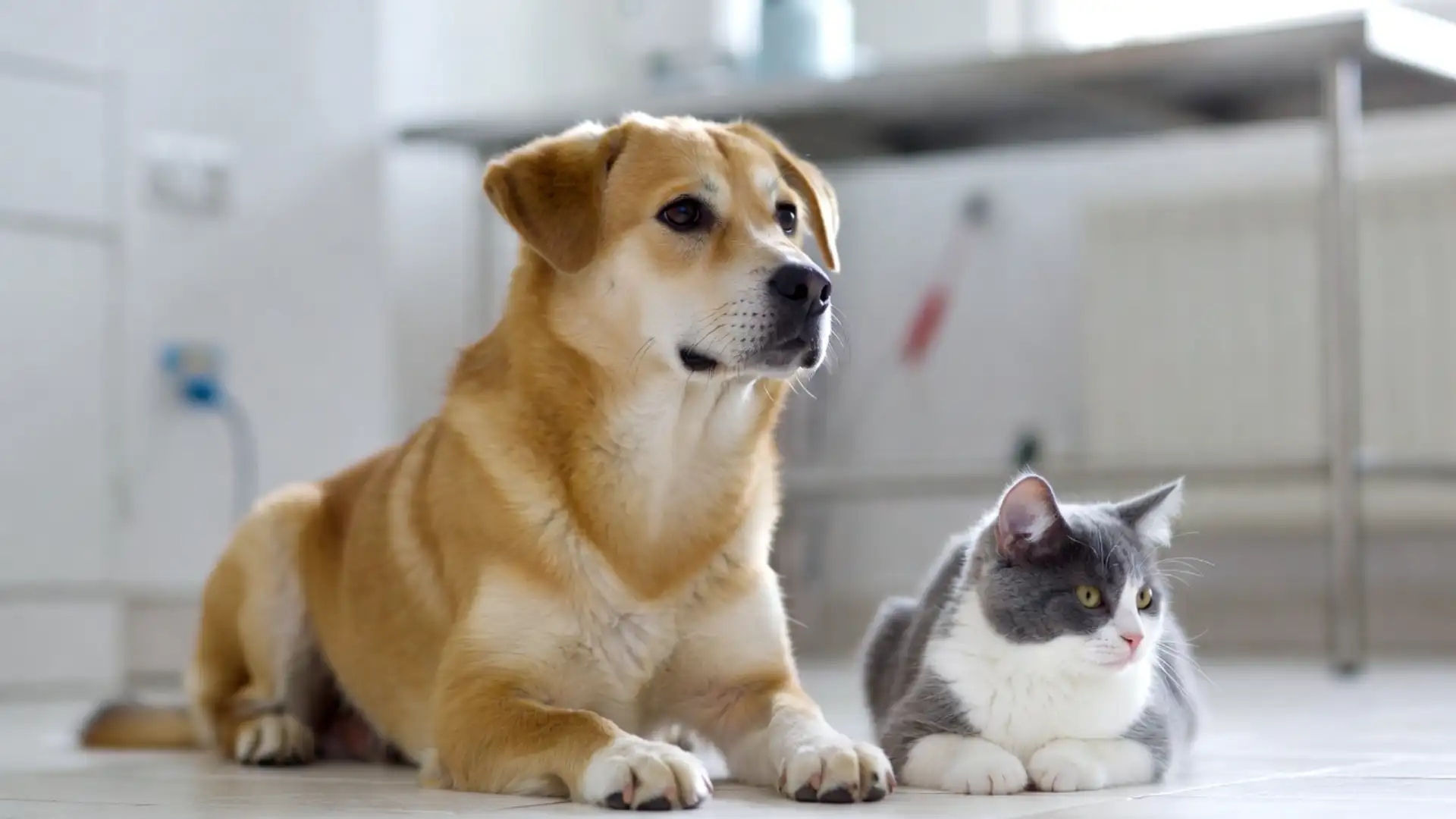 Castração em Cães e Gatos: Tudo o que Você Precisa Saber